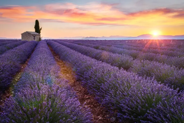Lavendel in Frankreich