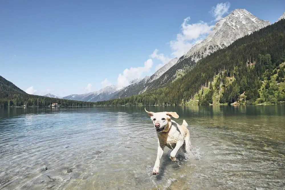 Reisen mit dem Hund ist ein Abenteuer - besonders in den Bergen. Einfach wird es mit DerBesteUrlaub und den hundefreundlichen Hotels in Österreich.